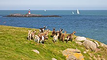 Wild goats at Dalkey Island [1]