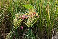 * Nomination Goddess of rice, Dewi Sri, made from rice plant in a paddy field in Gunung Kawi. Offerings have also been placed near the goddess.. --Satdeep Gill 05:49, 25 September 2022 (UTC) * Promotion  Support Good quality. --Poco a poco 07:39, 25 September 2022 (UTC)