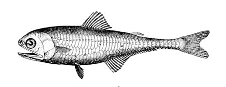 Gonichthys cocco