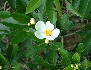 Gordonia lasianthus