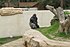 Gorille dos-blanc Palmyre.jpg