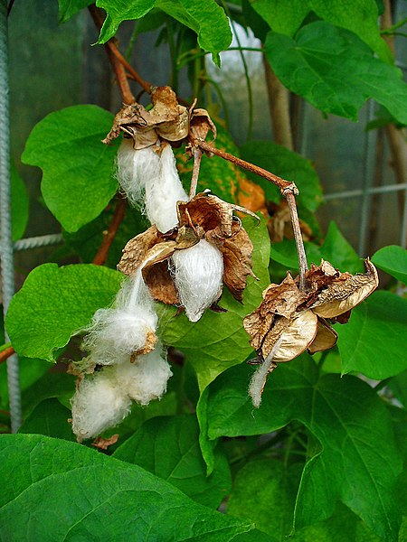 Tập_tin:Gossypium_herbaceum_004.JPG