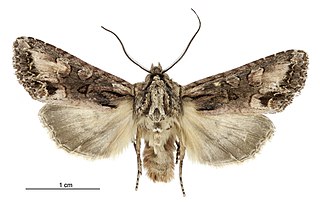 <i>Ichneutica bromias</i> Species of moth