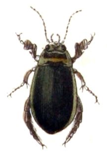 <i>Graphoderus</i> Genus of beetles