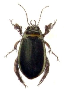 <i>Graphoderus zonatus</i> Species of beetle