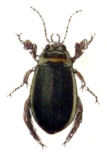 Graphoderus.zonatus .-. calwer.07.06.jpg