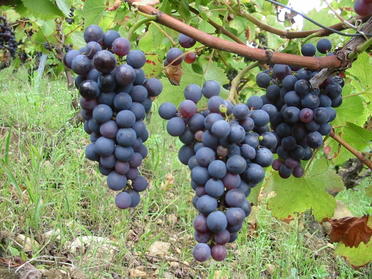 Сорт винограда Негроамаро