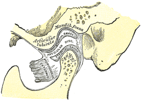 Articular disk of the temporomandibular joint