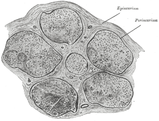 Perineurium sheath around nerve bundles