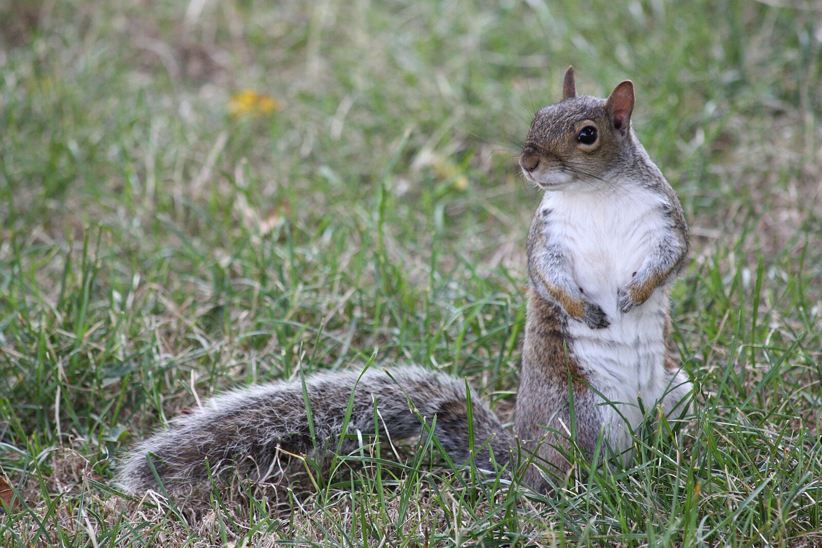 Лечение белки. Дон белка. Squirrel digging holes to Escape.