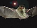 La chauve-souris grise est passée de "en voie de disparition" à "quasi menacée" en raison d'efforts de conservation réussis.  Il a maintenant été déplacé vers vulnérable.[3]