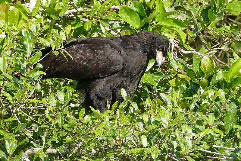 File:Great Black Hawk (Buteogallus urubitinga) - 48183762282.jpg