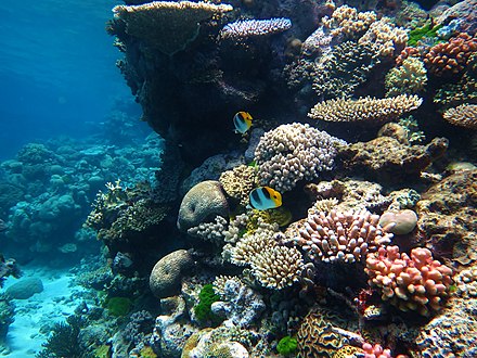 Great barrier reef corals