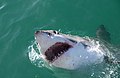 Great white shark near Dyer Island[12]