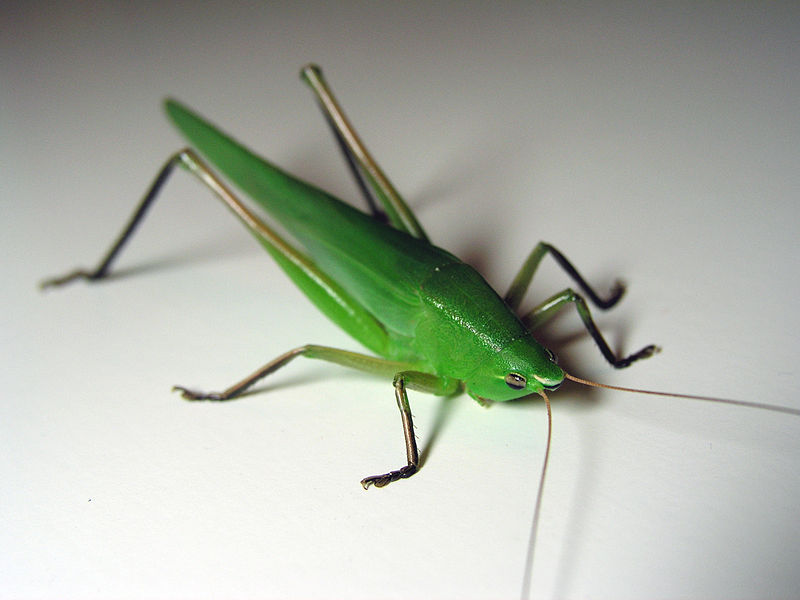 File:GreenKatydid.jpg