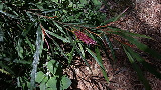<i>Grevillea longifolia</i> Species of shrub in the family Proteaceae endemic to New South Wales, Australia