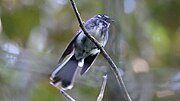 Миниатюра для Файл:Grey Fantail (Rhipidura albiscapa), Australia (31301502401).jpg