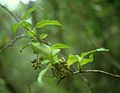 Plody Griselinia racemosa