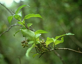 Griselinia racemosa, Chile