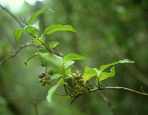 Griselinia racemosa, ветвь с плодами и листьями.