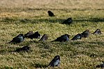 Group of Brewer's Blackbird.jpg