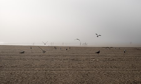 Gulls at Praia América on a foggy afternoon, Galicia, Spain