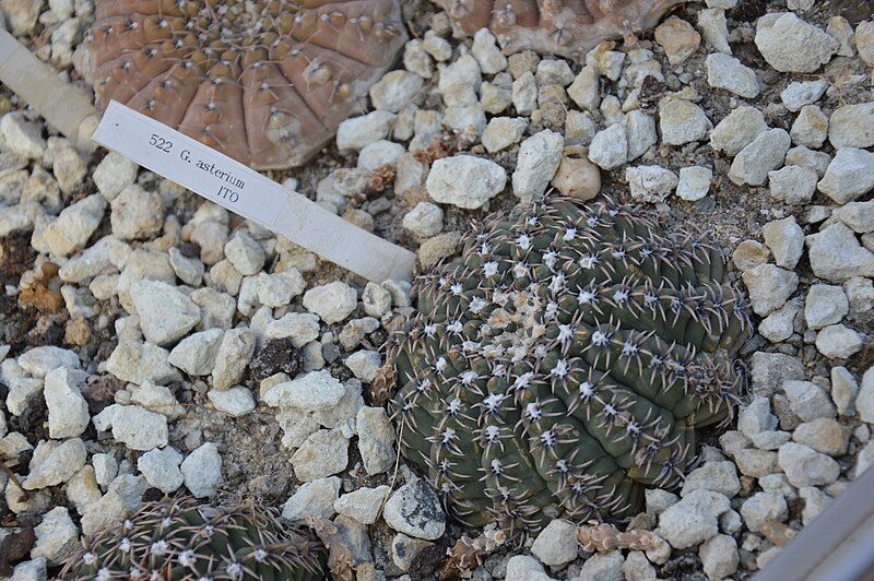 File:Gymnocalycium-stellatum.JPG