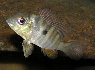 <i>Gymnogeophagus</i> genus of fishes