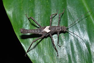 <i>Haaniella parva</i> Species of stick insect