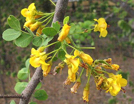 Haematoxylum