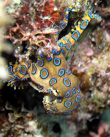 The blue-ringed octopus, Hapalochlaena lunulata, has a dangerous bite.