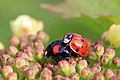 * Nomination Harlequin ladybirds (Harmonia axyridis) mating --Charlesjsharp 15:56, 23 May 2014 (UTC) * Decline  Oppose Beetles are blur, background is noisy, further crop would be good. --Graphium 17:52, 24 May 2014 (UTC)