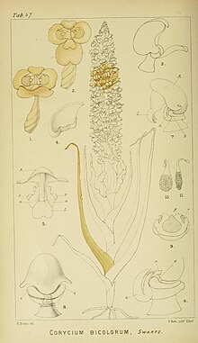 Гарри Болюс - Орхидеи Южной Африки - том I, тарелка 047 (1896) .jpg