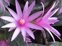 Hatiora rosea 1a.JPG