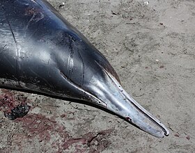 Head of stranded Gray's beaked whale.jpg