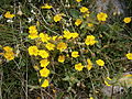 Helianthemum oelandicum subsp. alpestre