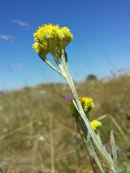 File:Helichrysum arenarium sl2.jpg