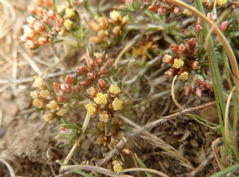 File:Helichrysum lineare, blomme, Tweeling, d.jpg