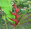 Heliconia orthotricha (9715730216).jpg