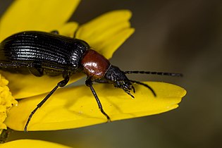 Heliotaurus ruficollis (Fabricius, 1781)