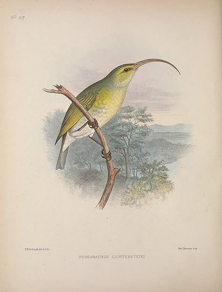 File:Hemignathus lichtensteini AvesHawaiienses00Wils 0160.jpg