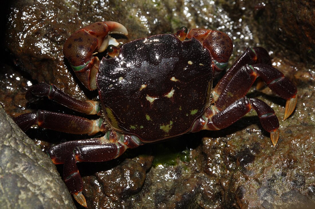 Hemigrapsus