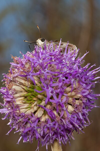 File:Hesperiidae on Chresta sphaerocephala.jpg