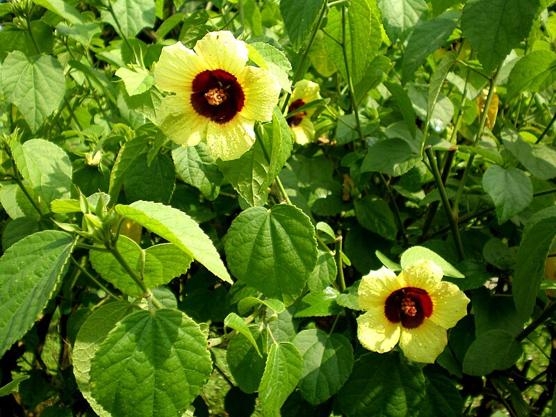 File:Hibiscus taiwanensis (Flowers).JPG