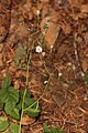 Hieracium albiflorum