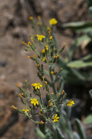 <i>Hieracium horridum</i> Species of flowering plant in the family Asteraceae