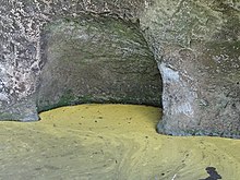 Pond of hikarimo ("algae of light") in Hitachi, Japan. Uncertain genus (Chromulina, Ochromonas or Chromophyton). Hikarimohitachi.jpg