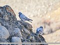 Hill Pigeon (Columba rupestris) (40571242573).jpg