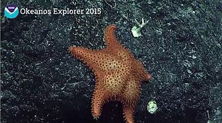 Hippasteria muscipula observed in the deep sea off Hawaii