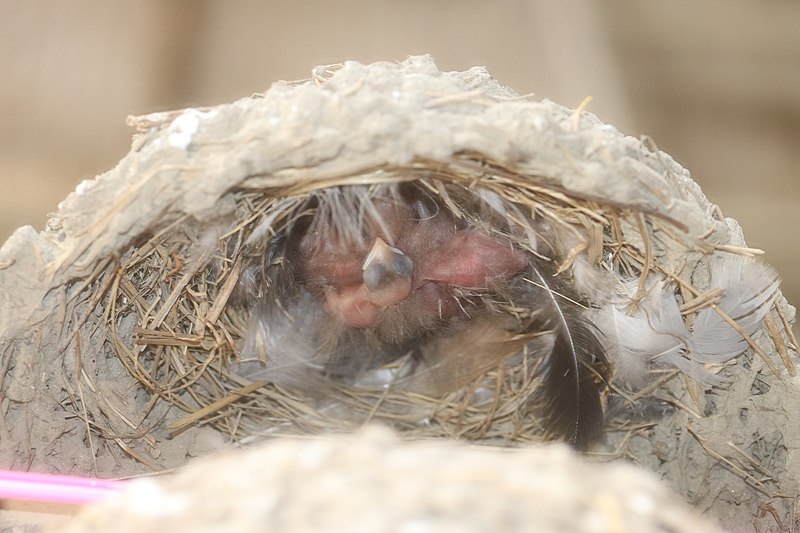 File:Hirundo rustica gutturalis (5 chicks in nest).jpg